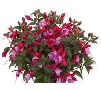 Fuchsia Bella Nikita - 3 Plants in 9cm Recyclable Pots