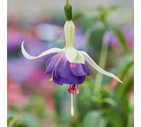 Fuchsia Deltas Sarah 6 Plug Plants Bedding Perennial