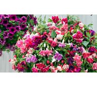Fuchsia Giant Mixed Collection: 100 Plants