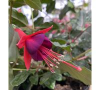 Fuchsia Mrs Popple 6 Plug Plants Bedding Perennial