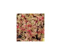 Fuchsia 'Sunray' Flowering Spreading Hardy Garden Shrub | 15-30Cm (Incl. Pot)