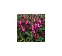 Fuchsia 'Tom Thumb' Flowering Upright Dwarf Garden Shrub | 15-30Cm (Incl. Pot)