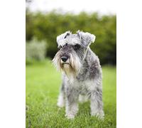 Full Round Drill Diamond Painting Miniature Schnauzer Dog Cross Stitch Home Decoration Diamond Embroidery Cartoon Mosaic Art 30x40cm