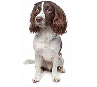 Full Round Drill Diamond Painting Springer Spaniel Dog Cross Stitch Home Decoration Diamond Embroidery Cartoon Mosaic Art