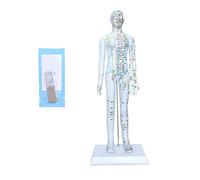 Full scale male anatomy display model for traditional Chinese pharmaceutical therapists accurate meridians mapping model at the point of the meridian