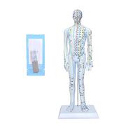 Full scale male anatomy display model for traditional Chinese pharmaceutical therapists accurate meridians mapping model at the point of the meridian
