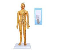 Full scale male anatomy display model for traditional Chinese pharmaceutical therapists accurate meridians mapping model at the point of the meridian