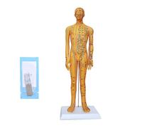 Full scale male anatomy display model for traditional Chinese pharmaceutical therapists accurate meridians mapping model at the point of the meridian