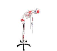 Full Size 170cm Human Skeleton Anatomy Model with Hand Painted Muscles, Flexible Spine
