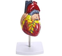 Full-Size Anatomical Heart Model, 1:1 Scale Pvc Heart With 34 Colored Labels, Detachable Design With Sturdy Base For Medical Studies