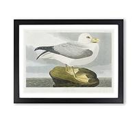 Fulmar Bird By John James Audubon Vintage Framed Print | A4 Black Framed Wall Art | Ready to Hang | Classic Nature Picture | Living Room Bedroom Lounge Office