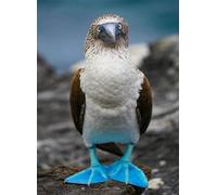 Fun Jigsaw Puzzle 500 Pieces for Adults Blue Footed Booby The Galápagos Islands Ecuadors Challenging Adult Suitable as Home Decoration Family 20.5 x 15 in