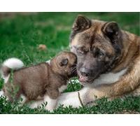 Fun Jigsaw Puzzle for Adults Cartoon American Akita Dog Mother Puppy Jigsaw Puzzle Fun Challenging Educational Gift Art Home Decorch_300pcs