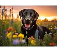 Fun Jigsaw Puzzles for Adults 1000 Pieces Black Labrador Dog Puzzle with Yellow, Black and Chocolate Lab Puppies Art DIY Gift Suitable Family Friends 19.7 x 27.6 Inch