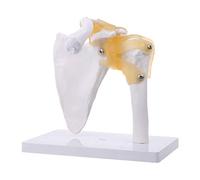 Functional Anatomical Life Size Human Anatomy Skeleton Shoulder Joint Bone Muscl Teaching Model Airplane