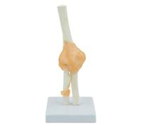 Functional Elbow Joint Ligament Model Elbow Joint Anatomical Model Skeleton Human Medical Anatomy Life Size Functional Type Teaching Resources