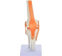 Functional Knee Joint Ligament and Skeleton Model Human Anatomical Knee Joint Model - Educational Model Human Knee Joint Anatomy Model with Functional Large Knee Joint Model