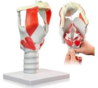 Functional Model of Larynx Anatomy 3X Model Professional Magnified Human Larynx Joint Simulation Model Anatomy for Scientific Research A