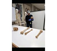 FUNDAMENTOS DE ANTROPOLOGÍA FÍSICA Y FORENSE
