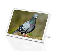 Funky Pigeon Classic Fridge Magnet - Ornithology Twitcher Animals #15752