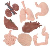 FUNNETOYU 8pcs Human Organs Model Set for Teaching Medical Anatomy - Realistic Brain, Heart, Intestines, Kidneys Educational for Classroom and Home Learning