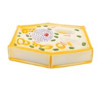 FUNNETOYU Enlarged Plant Cell Model for Biology Teaching Middle School Educational Display with Micro Structural Anatomy User Friendly Assembly for Classroom Demonstrations and Science
