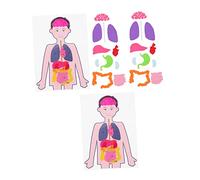 FUNNETOYU Human Organs Educational Tool for Boys and Girls 2 Sets of DIY Anatomy Kits for Learning Science Experiment Materials for Children