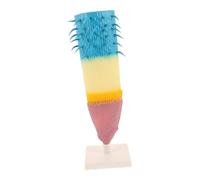 FUNNETOYU Plant Model Plant Root Anatomy Model Botany Anatomy Display Botany Educational Resources Plastic