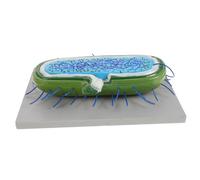 FUNNETOYU Realistic Bacteria Cell Model for Teaching Detailed Anatomy Display for Biology Education Study Prop for Students and Teachers Understanding of Microorganisms
