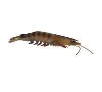FUNNETOYU Realistic Shrimp for Educational Learning Model Decorative Cognitive Plaything for Boys Simulation Design with Texture and Surface