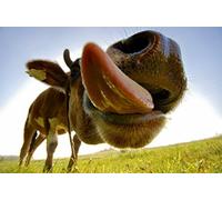 Funny 3D animal postcard, lenticular card: friend cow