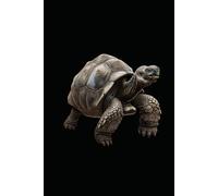 FUNNY AMIMALS ALDABRA GIANT TORTOISE