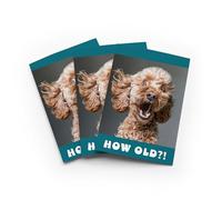 Funny Cockapoo Birthday Card How Old Joke Set of 3 Greeting Cards Blank Inside 5x7 Inch 13x18 cm