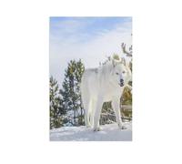 Funny Metal Tin Signs，Two forest wolves in a wild snowy landscape，Bar Club Cave Home Kitchen Rustic Travel Metal Signs Wall Art Decor(15x30cm）6x12 inch-AR27