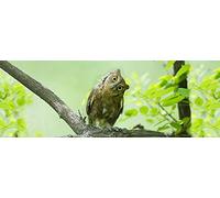 Funny OWL 3 D Lenticular Bookmark with Amazing Motion Effect (Flip), 5,8 x 2,0 inches, by Edition Colibri (10208)