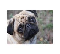 Funny Pug Dog Look At You,500 Pieces Puzzles for Adults-Wooden Jigsaw Puzzle for Adults Elderly