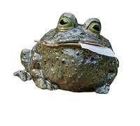 Funny Toad Tissue Holder, Toad Funny Toilet Paper Holder, Funnys Toilet Paper Holders with Whimsical Design, Humorous Home Decor, Can Be Placed in The Kitchen, Bathroom, or Bedroom