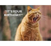 Funny Yawning Ginger Cat Happy Birthday Greeting Card DH015