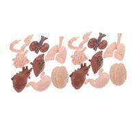 FUNOMOCYA 16pcs Realistic Human Organ Model for Teaching Anatomical Study Props for Doctors Nursing Schools and Education Institutions Simulation Organ Model Decor for Learning
