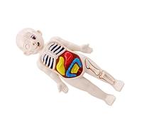 FUNOMOCYA 1Set Human Body Organs Model Anatomy Doll for Teaching Aid for Early Education Interactive Learning Tool for Understanding Human Anatomy
