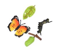 FUNOMOCYA 3 Sets Butterfly Life Cycle Growth Model Educational Display Simulation Ornaments Cognitive for Science Learning