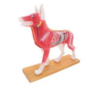 FUNOMOCYA Canine Acupuncture Model with Bright Color Coded Anatomy Professional Teaching Tool for Veterinary Students and Laboratory Training for Dog Body Structure Study and Medical