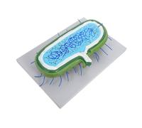 FUNOMOCYA Enlarged Human Cell Nucleus Model for Biology Education Prokaryote Anatomy with Detailed Organelles Interactive Science Classroom Tool for Study and Demonstrations
