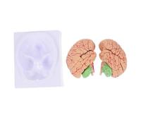 FUNOMOCYA Medical Cerebrovascular Model Assembled Human Brain Model with Supporting Base for Teaching Anatomy and Brain Structure Hospitals and Schools