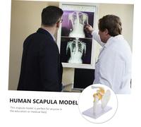 FUNOMOCYA Shoulder Joint Model with Ligament Human Skeleton Medical PVC Anatomy Teaching Tool for Education and Doctor Office Demonstration