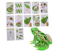 FUNOMOCYA Vision Frog Dissection Model Educational Frog Anatomy Tool for Science Class Detachable Organs for Homeschool Classroom Use Engaging Biology Learning Resource