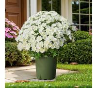 Funsdecor Artificial Mums, Artificial Outdoor Sunset Mums Flowers - UV Resistant, Waterproof, Windproof, for Garden, Porch, Home Decor (5 Bundle White)