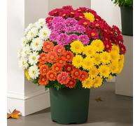 Funsdecor Mums, Artificial Mums for Outdoors, Artificial Sunset Mums, Artificial Outdoor Sunset Mums Flowers, Fake Mums Fall Flower Daisy with Eucalyptus, UV Resistant, Look Real (5 Bundles Mix)