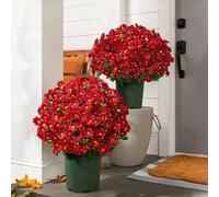 Funsdecor Mums,Artificial Sunset Mums,Artificial Outdoor Sunset Mums Flowers,Realistic Artificial Mums for Outdoors,A-rtificial M-ums That Look Real,Fake Fall Flower Daisy With Eucalyptus,UV Resistant