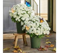 Funsdecor Mums, Artificial Sunset Mums, Artificial Outdoor Sunset Mums Flowers - Uv Resistant, Waterproof, Windproof,Look Real Mums,Never Faded,for Front Door Porch Patio (Ivory,25 Bundle)
